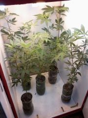 Growroom (6)