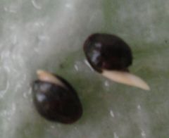 seeds