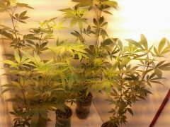 Growroom (3)