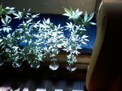 Growroom (1)