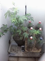 Growroom (5)