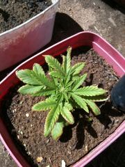 Auto AK47 low 15 dias