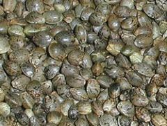 marijuana seeds 1