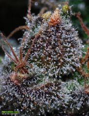 trichome 9395