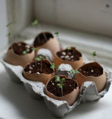 Egg Carton Planters