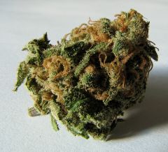 Macro cannabis Bud