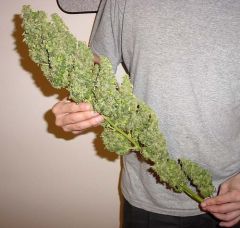 Huge Bud marijuana 300257 500 474