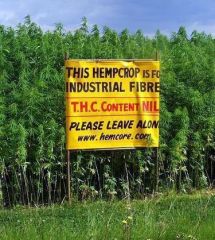 hemp crop photo