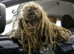 dreaddog