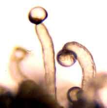 tricomas De marihuana transparentes