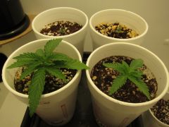 Aurora Indica, Black Widow, Ice e Raspberry Cough