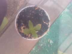 planta