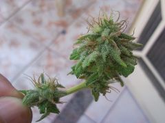 Primeiro Bud