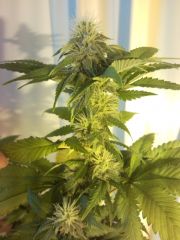 Clone WW#1 26 dias de 12/12