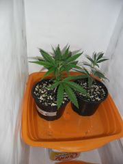 Clones transplantados