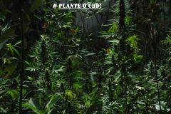 CAMPANHA PLANTE O CBD2