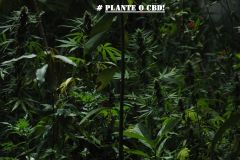 CAMPANHA PLANTE O CBD