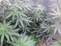 Primero Cultivo (16)