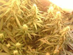 Primero Cultivo (30)