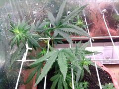 Primero Cultivo (8)