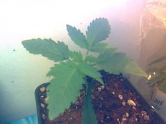 Skunk #1 (planta 3)