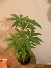 Skunk #1 - Clone  da planta 1