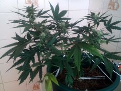 IMG 20121116 132606