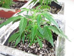 black jack auto 2