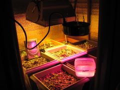 vista geral do grow - agora do 100w led e 100w hps