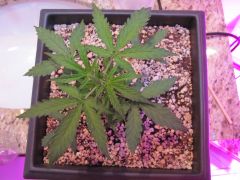 auto black jack