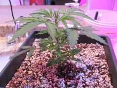 auto black jack 31 dias