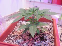 auto syrup 31 dias