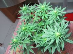 black head lemon haze...caseiro