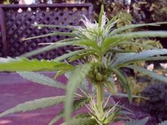 hermaphrodite cannabis