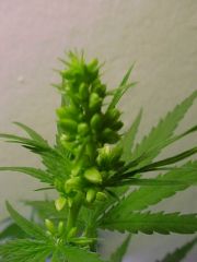 male cannabis