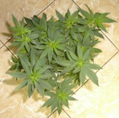 Primeira Black Domina X Early Skunk na floração