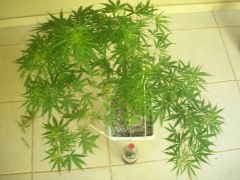 P#1 - 5 Semanas de Vega, 5 Semanas de Flora (Outdoor)