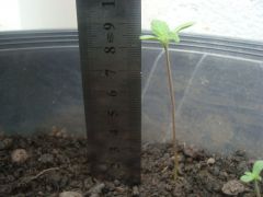 planta maior 4 dias