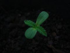 planta menor 5 dias