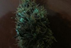 bud1