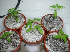 DSCI0190