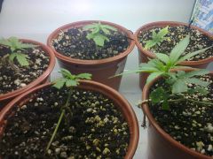 Foto0630