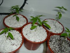 DSCI0163