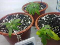 Foto0587