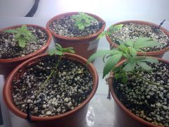 Foto0633