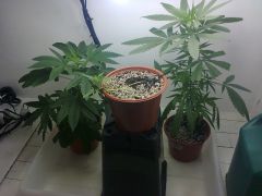 Foto0873