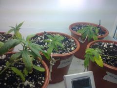 Foto0590