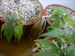 Foto0579