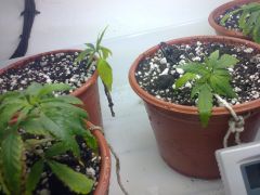Foto0588