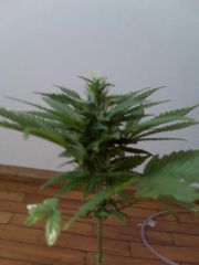 Cultivo1